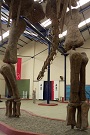Dinosaur Argentinosaurus 5 robin linhope willson, CAPat 